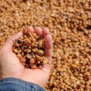 트로피칼 이미지