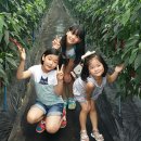 삼공주 농원 이미지