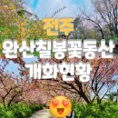 아름드리도서관 | 완산칠봉꽃동산 실시간개화현황25.4.15 (가는길 및 주차팁 상세안내)