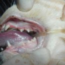 카페거리 동물병원 동행 이미지