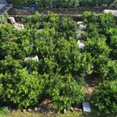 위미 모루왓 이미지