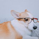 아마존안경아울렛 이미지