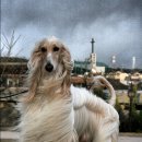 퍼피프린스 이미지