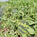 김연화농장 이미지