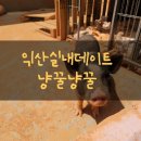 냥꿀냥꿀 이미지