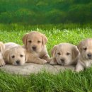 몽슈슈 강아지 이미지