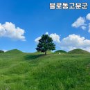 대구 가볼만한 곳 불로동 고분군 나홀로나무 포토존 피크닉 사진찍기 산책하기 좋은 곳 불로동고분공원