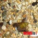 서사분교 이미지