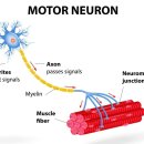 머슬시티 이미지