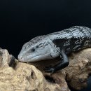 (주)허스크 | [공지] 블루텅 스킨크도 아잔틱이? 키우기 쉬운 중형 도마뱀 실버텅 분양 및 사육 안내