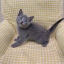 딜라잇독 앤 캣 강아지고양이 분양 시흥 | 시흥고양이분양, 건강한 고양이 선택하는 방법