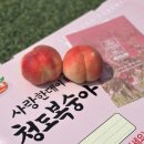 낙원농원 | 대극천복숭아 청도 지상농원 딱딱이복숭아