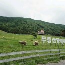 무등산양떼목장 이미지