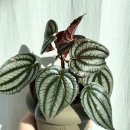 페페로미아 이미지