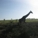 세렝게티 이미지