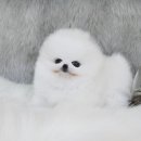 보송보송 이미지