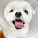 울산 강일웅동물메디컬센터 이미지