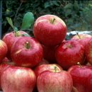 대림건강원&수제먹거리 이미지