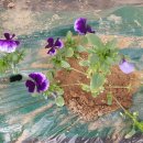 양지영농장 이미지