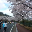 [2015-04-04] 벚꽃 만개한 경주동아마라톤대회 이미지