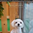 퍼피몽몽 이미지