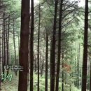 강림면340 | 6시내고향 발길따라고향기행 강원 횡성 부곡계곡, 구립횡성숲에원, 횡성호수길, 대우슈퍼, 태기산 풍력...