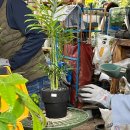 어진로 | 용인 남사 화훼단지 예삐플라워 아울렛 후기 식물 식집사 성지 (가격, 분갈이, 에르베 아울렛 비교)