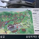 제149차 강원도 평창군 "발왕산" 스카이워크 및 평창평화봉 천년주목숲길 트레킹 정기산행 안내 이미지