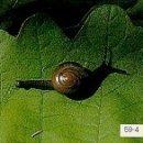 숲속의달팽이