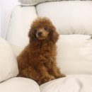 캣돌 캐터리 | 분당애견분양 안심할 수 있는 곳