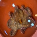 부산활어 | [공지] 부전시장초밥 원탑, 사람 줄 서는 부산 부전시장 [민영활어공장] 솔직후기