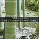 싹난지팡이 이미지