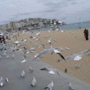 부산갈매기 이미지