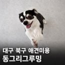 그루밍애견미용 | 대구 북구 애견미용 추천 사수동 동그리그루밍 애견미용 후기