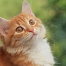 참누리동물병원 이미지