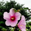 CHIARA끼아라 이미지