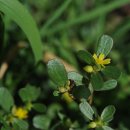 쇠비름 Common purslane 馬齒莧(마치현) 이미지