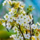 과수원길 이미지