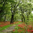 함양 상림숲 꽃무릇 / 방쌤 이미지