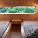 물고기나무 이미지