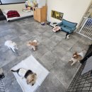 상이 | [제주] 제주애견미용, 아이들이 자유롭게 뛰어노는 ‘안녕, 상이 친구들’ 솔직후기