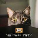 나라마다 고양이 집사를 부르는 말.jpg 이미지