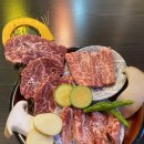 베스트 애견 이미지