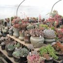 둘리 농장 이미지