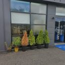 카페이안 이미지