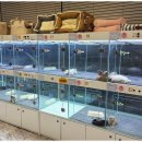 드림독 강아지분양 안심분양센터 부천점 이미지