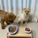 봄봄펫 | 강아지 생식 추천, 기호성 좋은 봄봄코리아 수비드 생식 솔직 급여 후기