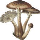 Fungi vol 01 이미지