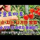 방울토마토 키우기 모종 심는시기 물주기 꽃 수정 가지치기 텃밭 5월 작물 이미지
