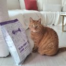 본아페티 고양이 관절 다이어트 사료 리뷰 | 기호성 테스트 성공 !
